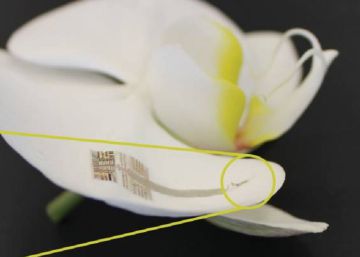 Los implantes con los que compartiremos cuerpo