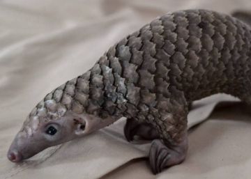 El pangolín