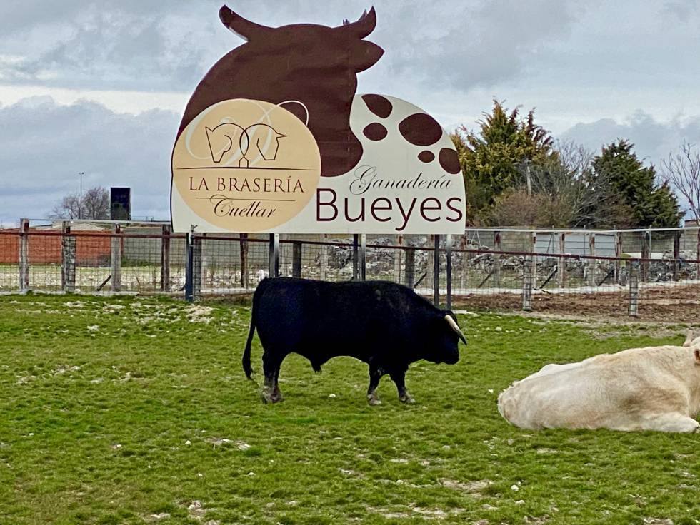 La Brasería de Cuéllar, bueyes kilómetro 0