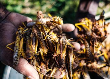 El brote de langostas del Cuerno de África ya se extiende por una docena de países