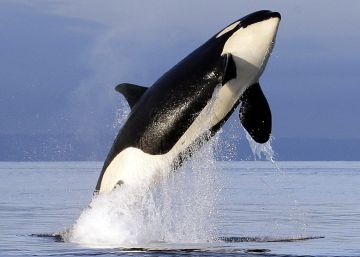 Orcas y belugas liberadas de acuarios tendrán un santuario en la costa de Canadá Orcas y belugas liberadas de acuarios tendrán un santuario en la costa de Canadá