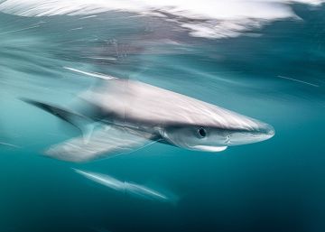 Retratos submarinos: el caballito de mar enfadado y el atún moribundo
