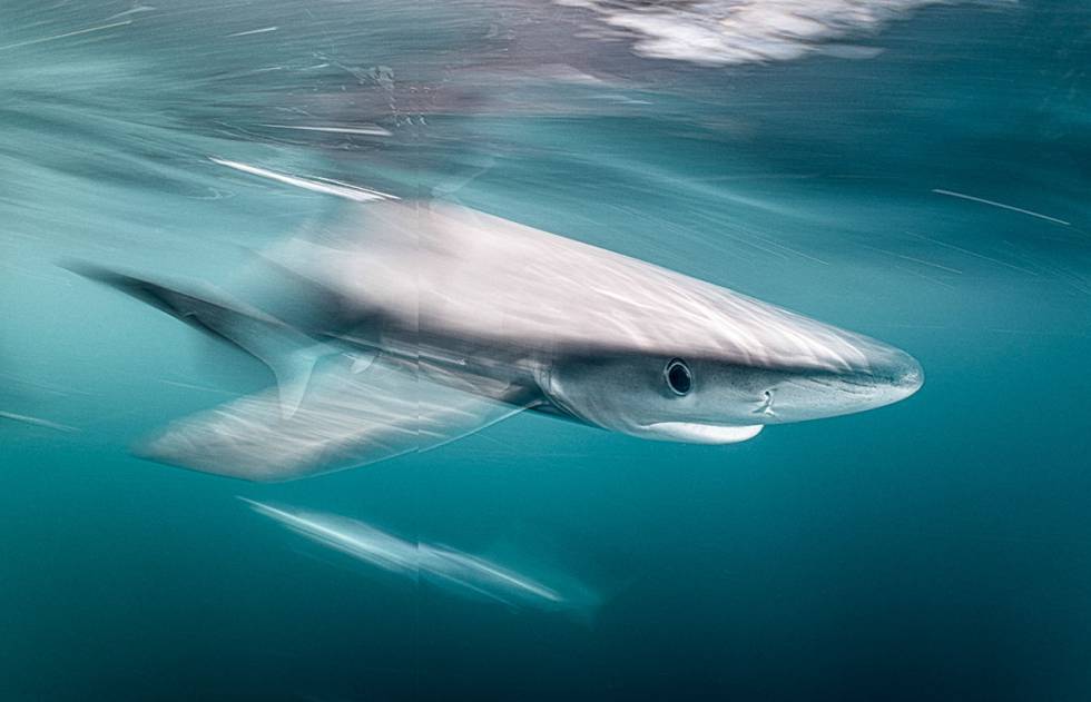 Retratos submarinos: el caballito de mar enfadado y el atún moribundo