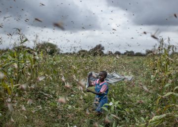 Las miles de langostas que atravesaron el Mar Rojo para atormentar a África Las miles de langostas que atravesaron el Mar Rojo para atormentar a África