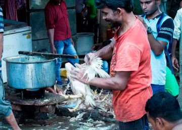 Los mercados de animales salvajes, tortura para ellos amenaza para nosotros