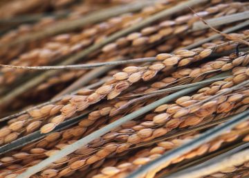 Arroz: ¿tradición o vanguardia?