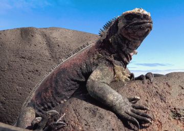 Paisajes fascinantes para después de una cuarentena | Viaje al planeta Tierra