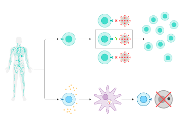 Así es la lucha entre el sistema inmune y el coronavirus Así es la lucha entre el sistema inmune y el coronavirus