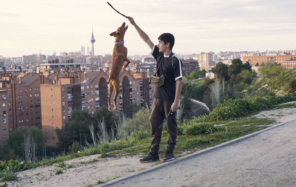 Retrato de 39 perros con sus dueños