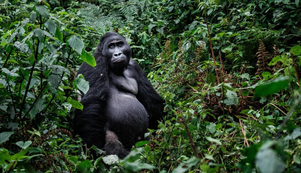 La última trinchera de los gorilas de planicie se llama Kahuzi-Biéga