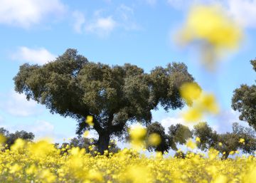 Paisajes fascinantes para después del confinamiento: seis dehesas españolas que revientan en primavera