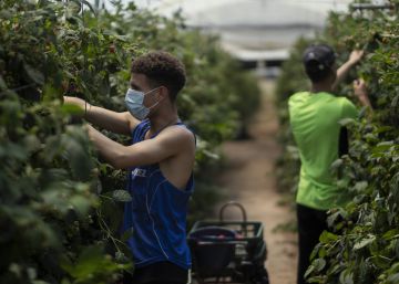 El campo abre el mercado laboral a los jóvenes inmigrantes El campo abre el mercado laboral a los jóvenes inmigrantes
