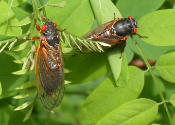 Miles de millones de cigarras salen a la luz tras pasar 17 años bajo tierra