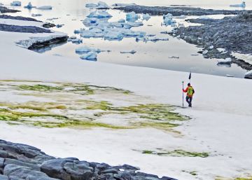 Las algas que tiñen de verde las nieves antárticas
