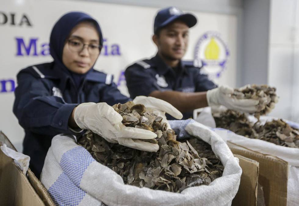 Escamas de pangolín interceptadas en 2017 por el Real Departamento de Aduanas de Malasia en el aeropuerto internacional de Kuala Lumpur.
