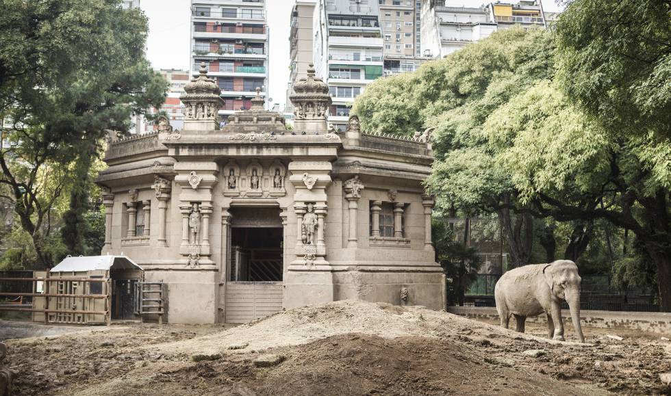 ‘Mara’, a odisseia de uma elefanta na pandemia até chegar ao Brasil