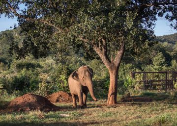 ‘Mara’, a odisseia de uma elefanta na pandemia