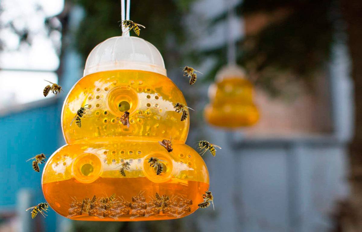 trampa avispas abejas mosquitos