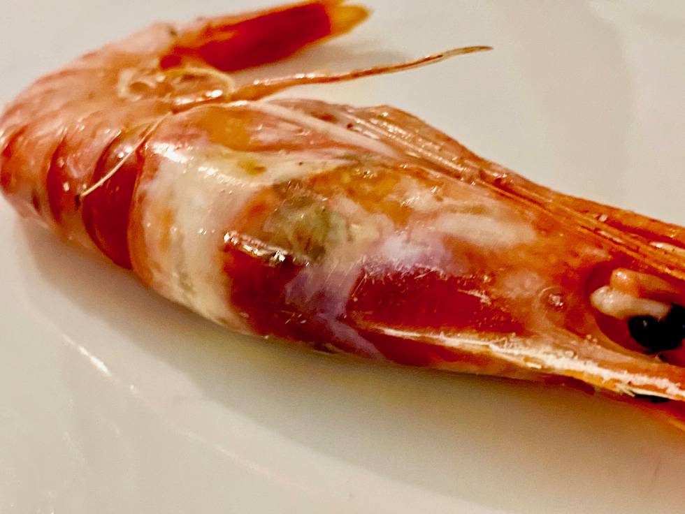Gamba roja. J.C. CAPEL