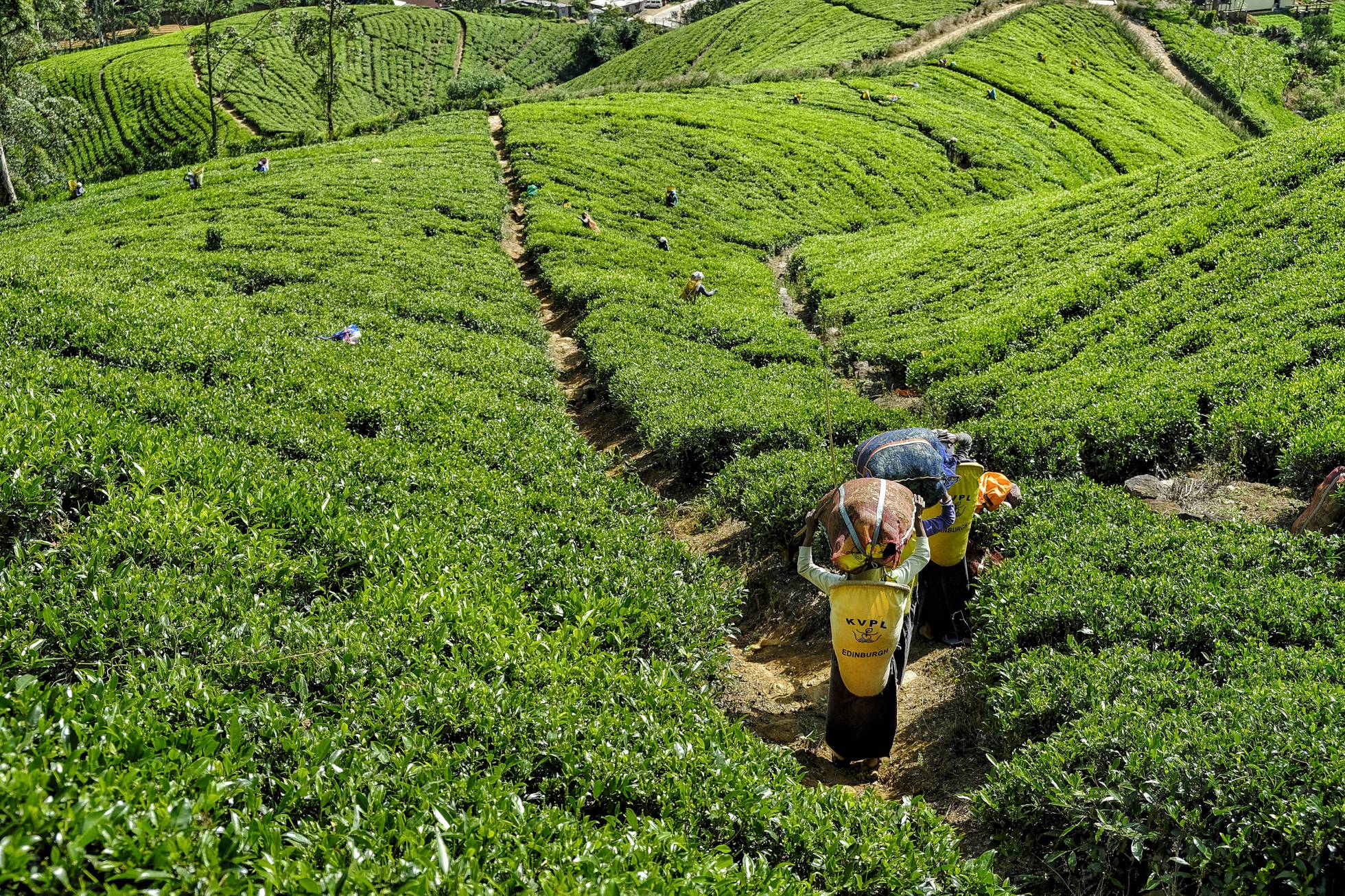 Las últimas recolectoras de té
