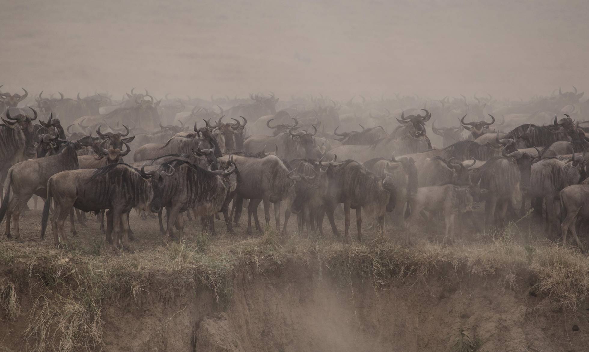 Solo los ñus siguen bailando en tiempos de coronavirus