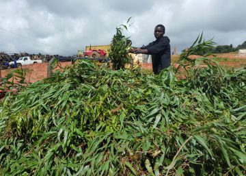 Un aceite africano anti coronavirus Un aceite africano anti coronavirus