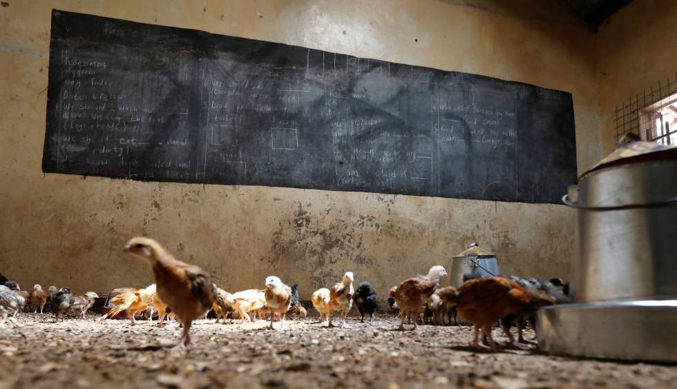 Las gallinas sí van al colegio en Kenia