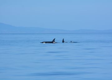 La orca que nadó 17 días empujando a su cría muerta vuelve a dar a luz La orca que nadó 17 días empujando a su cría muerta vuelve a dar a luz