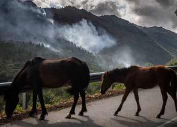 Los incendios forestales de Ourense, en imágenes