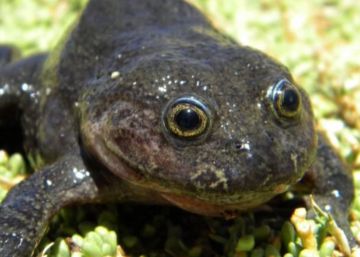 Localizada en Chile una especie de rana que se consideraba desaparecida desde hace 80 años