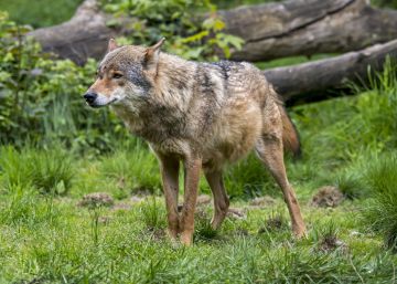 Suiza rechaza por estrecho margen la caza legal de lobos Suiza rechaza por estrecho margen la caza legal de lobos