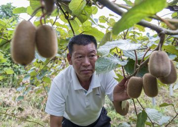 Kiwis, ‘big data’ y ecología: una receta china para sacar a los agricultores de la pobreza Kiwis, ‘big data’ y ecología: una receta china para sacar a los agricultores de la pobreza