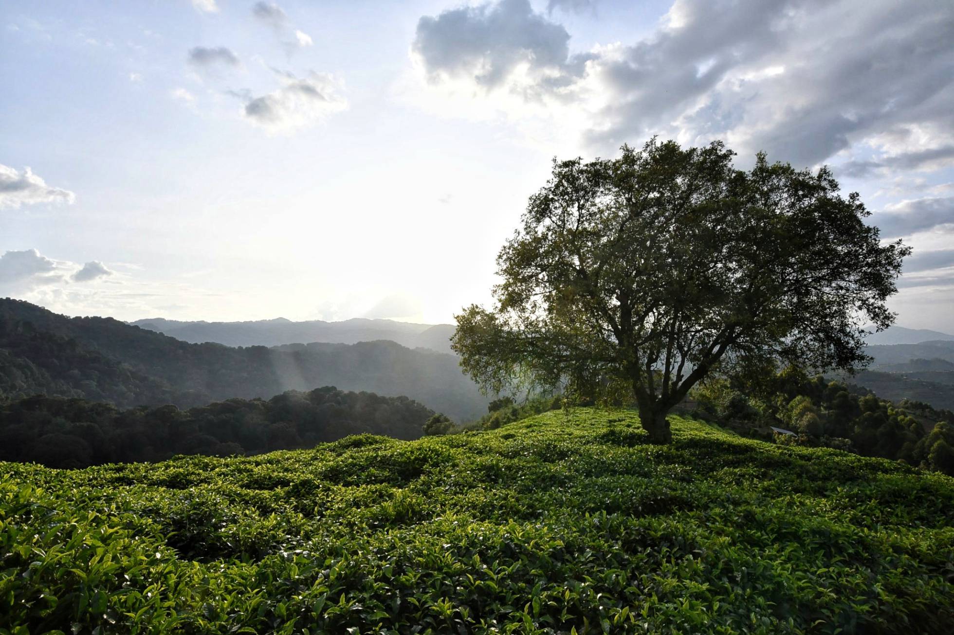 El saber indígena africano defiende el bosque