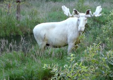 La muerte violenta de un alce blanco exaspera a los indígenas de Canadá La muerte violenta de un alce blanco exaspera a los indígenas de Canadá