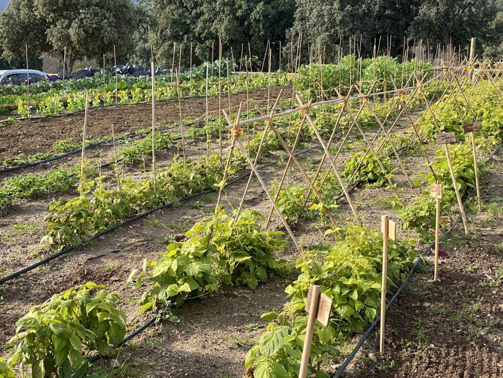 En el interior de un laboratorio gastronómico de agricultura abierta y social