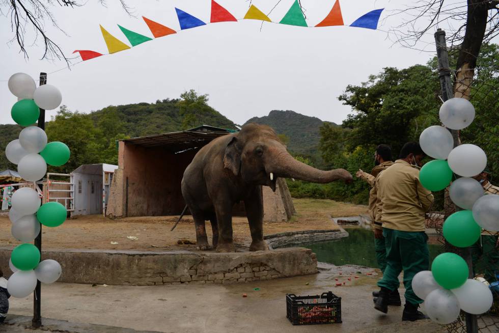 Fiesta de despedida a Kaavan en el zoo de Islamabad, el pasado 23 de noviembre.