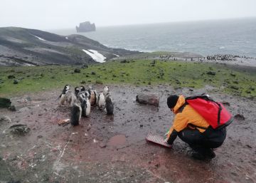 Los pingüinos: recicladores de metales