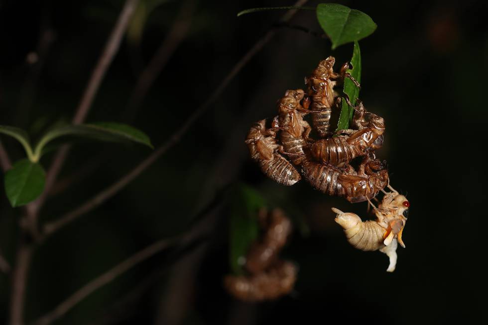 La invasión de cigarras en Estados Unidos, en imágenes
