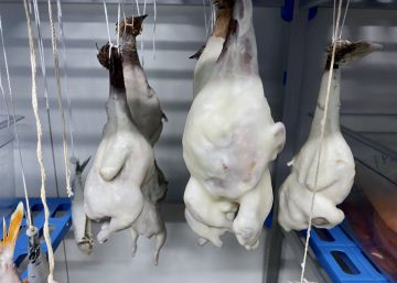 Pescados y carnes madurados con grasa de los mejores jamones ibéricos