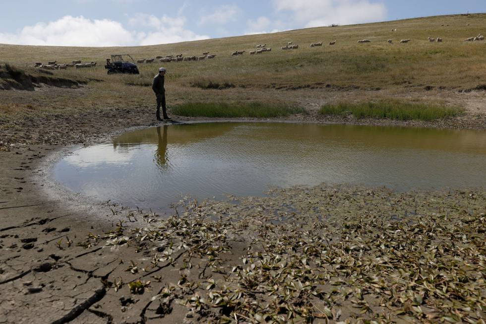 El ranchero Jim Jensen camina junto a un estanque con niveles bajos de agua el 8 de junio de 2021 en Tomales, California.