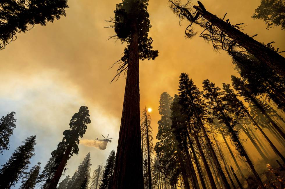 El fuego que abrasa las milenarias secuoyas de California, en imágenes