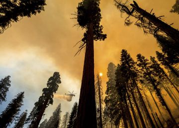 El fuego que abrasa las milenarias secuoyas de California, en imágenes El fuego que abrasa las milenarias secuoyas de California, en imágenes