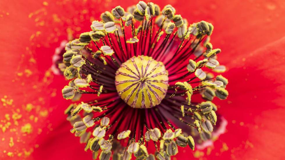 Belleza en miniatura
