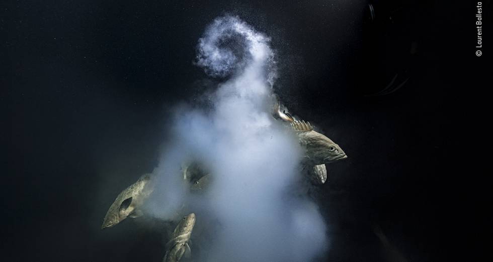 Las imágenes ganadoras del ‘Wildlife Photographer of the Year 2021’