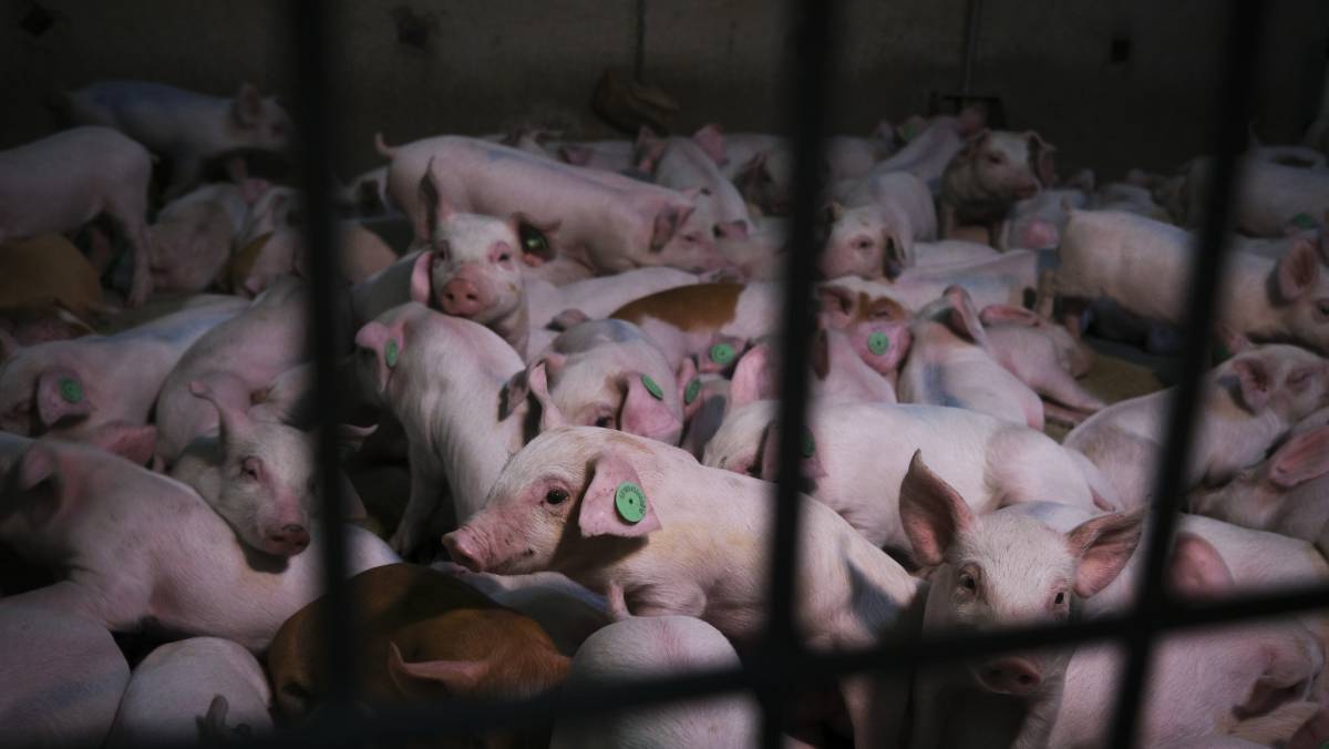 En la pequeña localidad granadina de Castilléjar se encuentra la macrogranja porcina con las emisiones de metano y amoniaco más altas de toda España.
