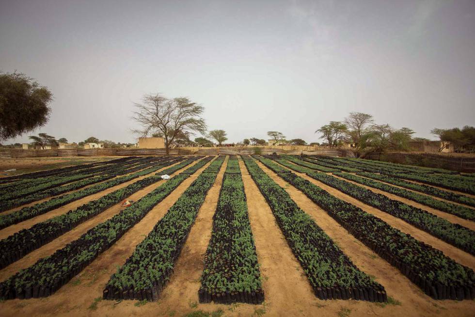 Un muro de vegetación al sur del Sáhara