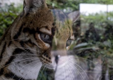 Un santuario para los supervivientes del tráfico animal en Colombia Un santuario para los supervivientes del tráfico animal en Colombia