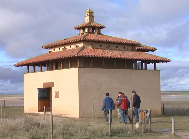 A la 'caza' de la avutarda en Villafáfila