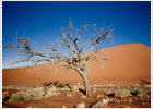 Rally entre dunas en Namibia