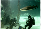 Diez sitios para bucear entre tiburones Diez sitios para bucear entre tiburones